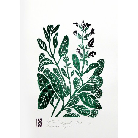 Szałwia - grafika